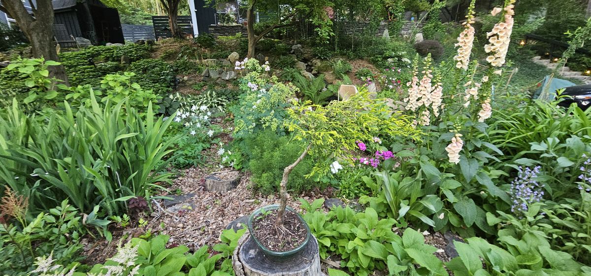 A shaded bed in early June: foxglove spikes, iris, and a pruned pine in a pot.