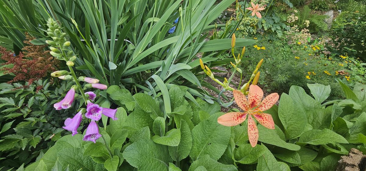 Close: a foxglove in bloom beside an orange blackberry lily with leopard-spotted petals.