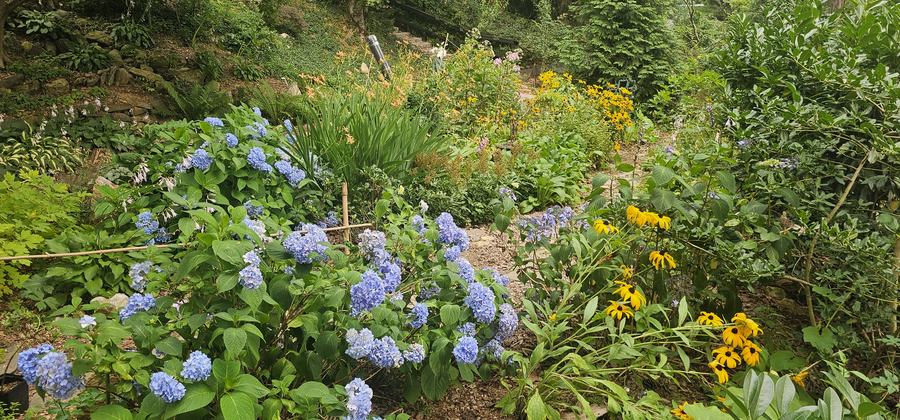 A hillside bed in July: blue hydrangea in front, black-eyed Susan behind, under oaks.