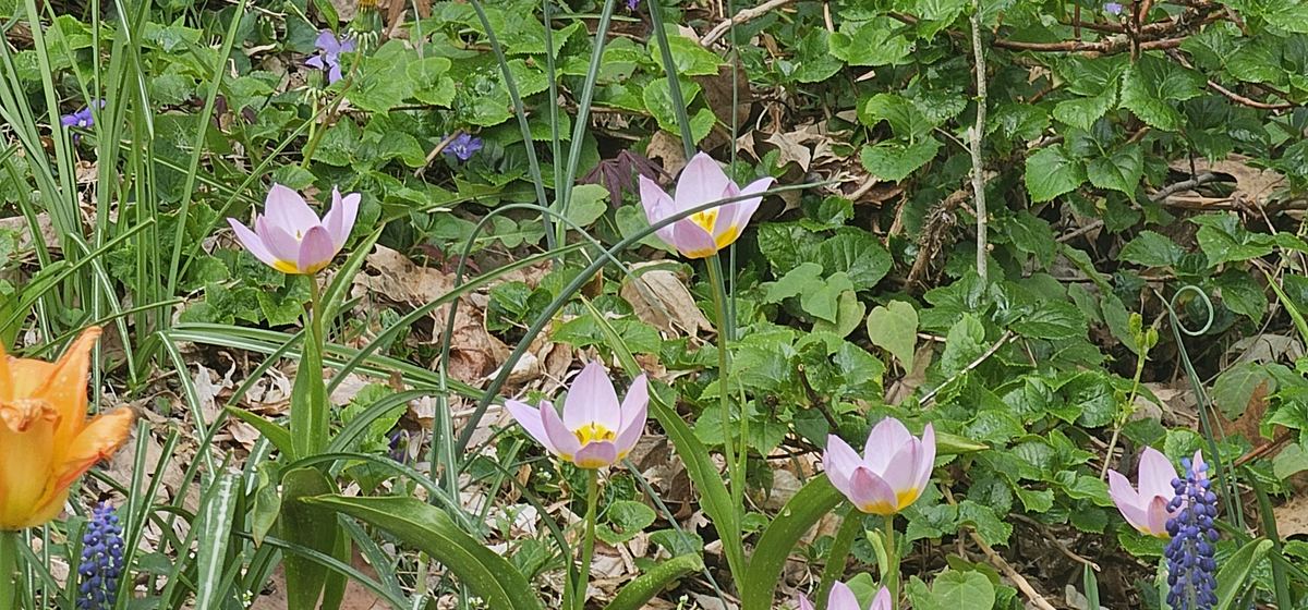 Species tulips and grape hyacinth pushing through last year's leaves in April.